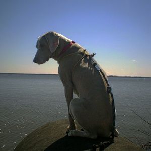 Meet your Posher, Tar